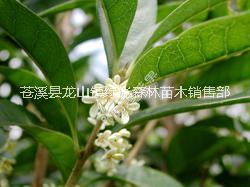 馬鞍山桂花樹苗批發(fā) 優(yōu)質(zhì)桂花樹苗貨源充足
