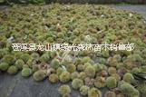 張家界板栗苗廠家直銷 優(yōu)質(zhì)板栗苗存活率高