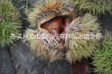 張家界板栗苗廠家直銷 優(yōu)質(zhì)板栗苗存活率高