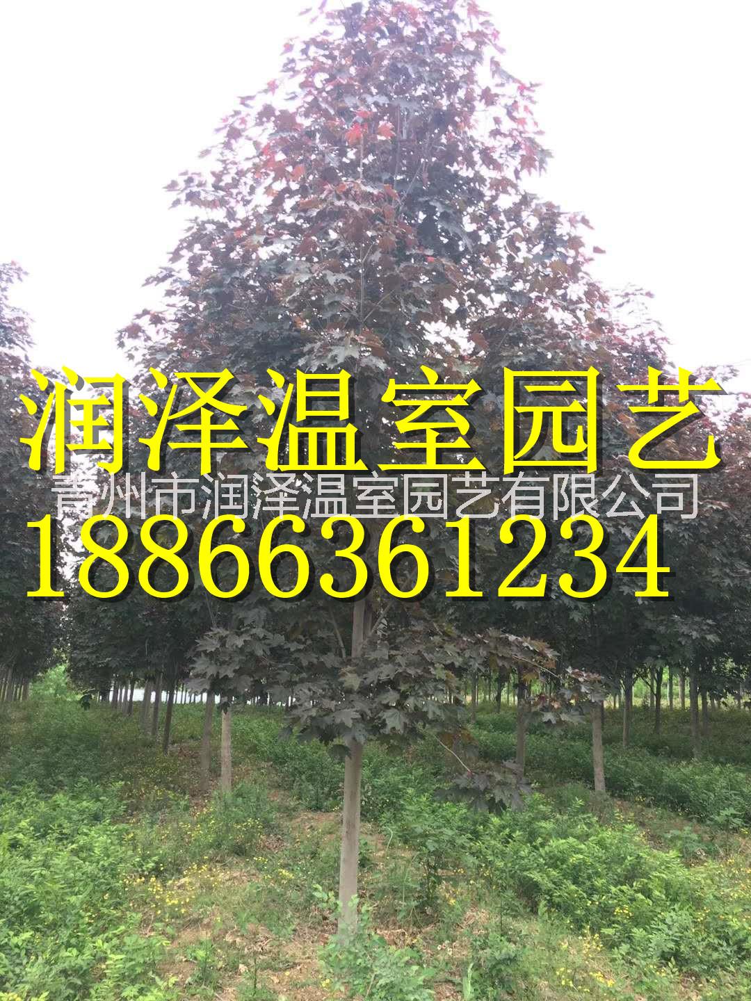 河北自由人槭基地||云南大理挪威槭黃金楓||四川挪威槭||北京銀紅槭