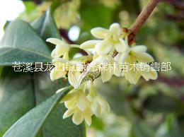 宿州桂花樹苗廠家直銷 桂花樹苗價(jià)格合理品質(zhì)優(yōu)