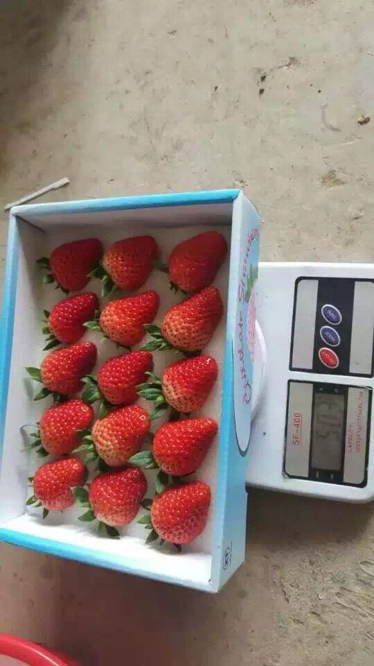 京藏香草莓苗成活率