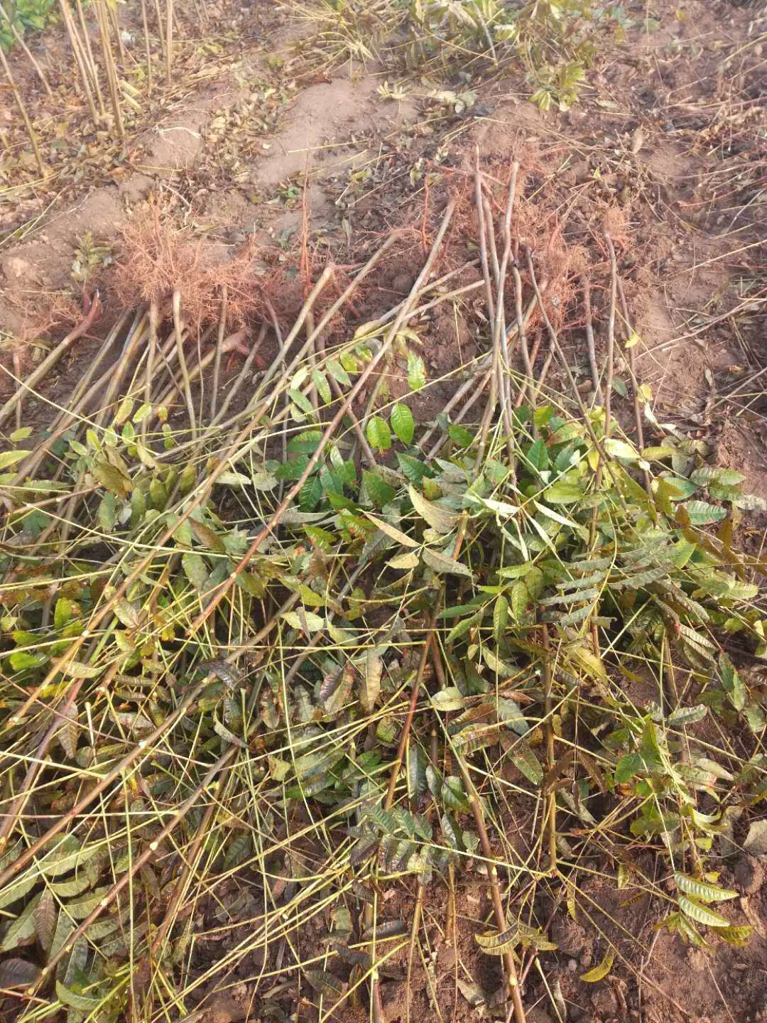 紅香椿怎么栽培