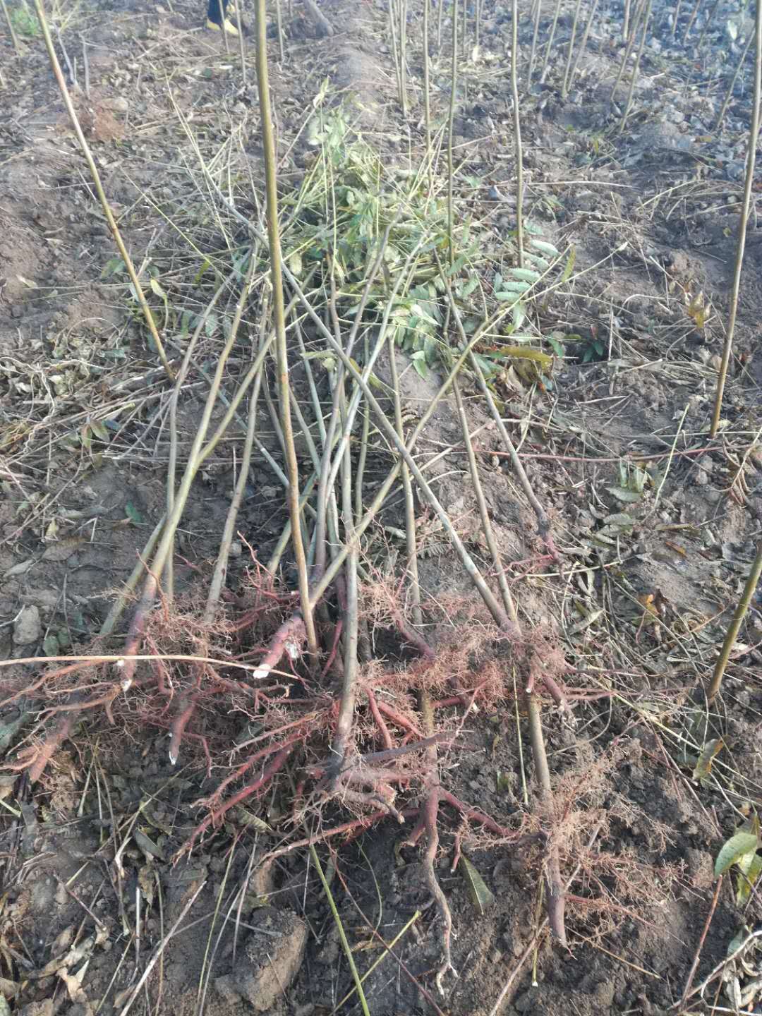 紅香椿怎么栽培