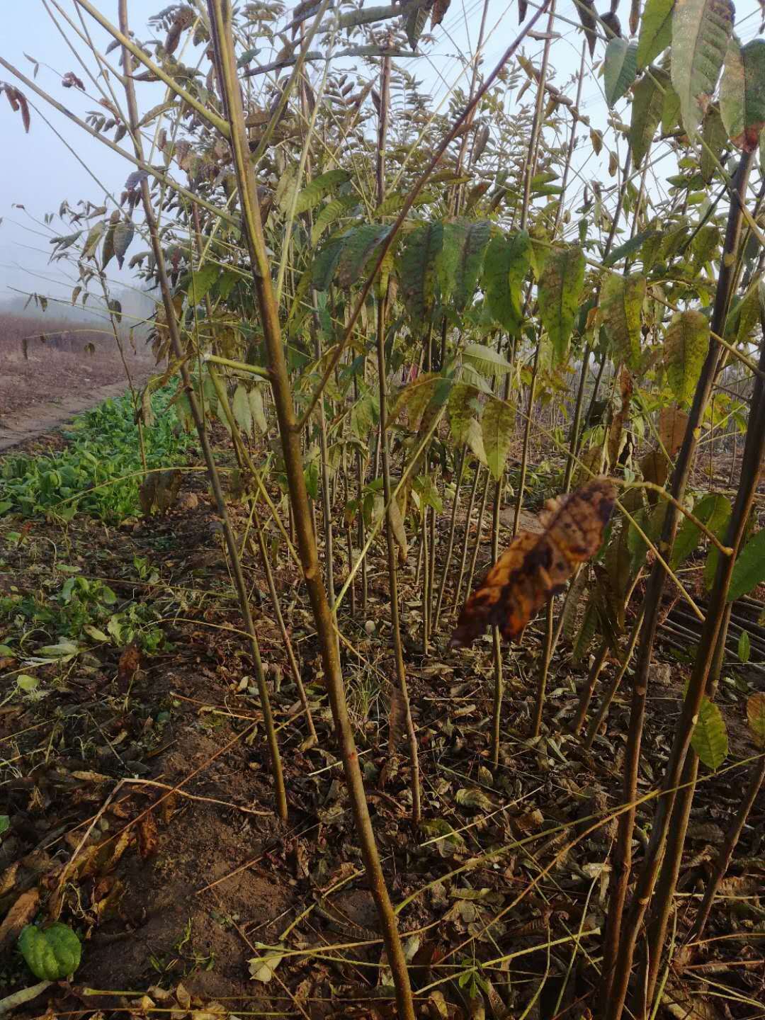 紅香椿怎么栽培