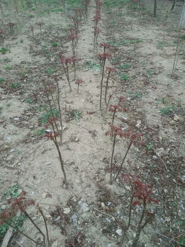紅香椿 泰山紅香椿