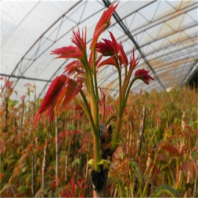 紅香椿怎么栽培