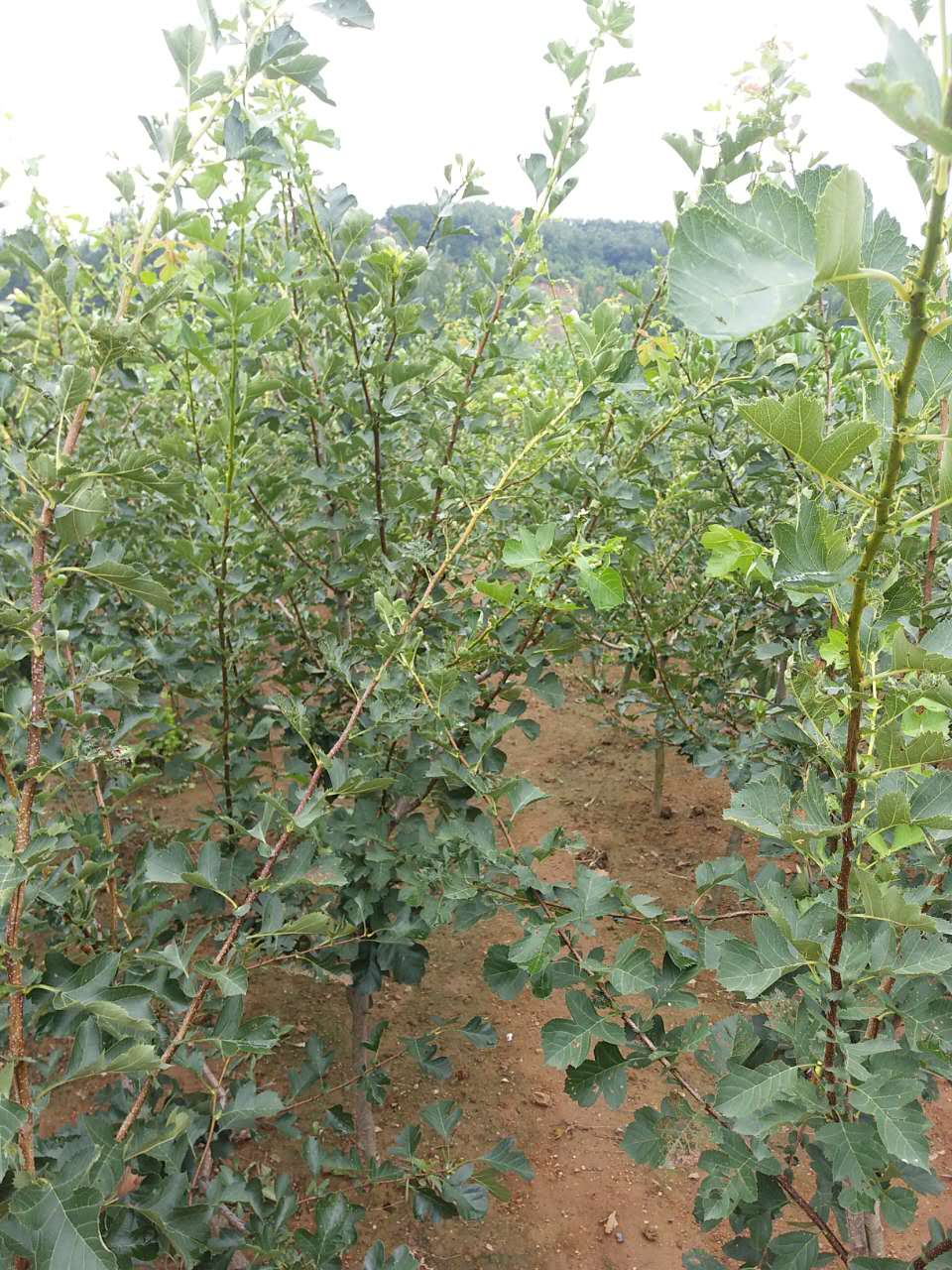 基地供應(yīng)山楂苗，成活率高