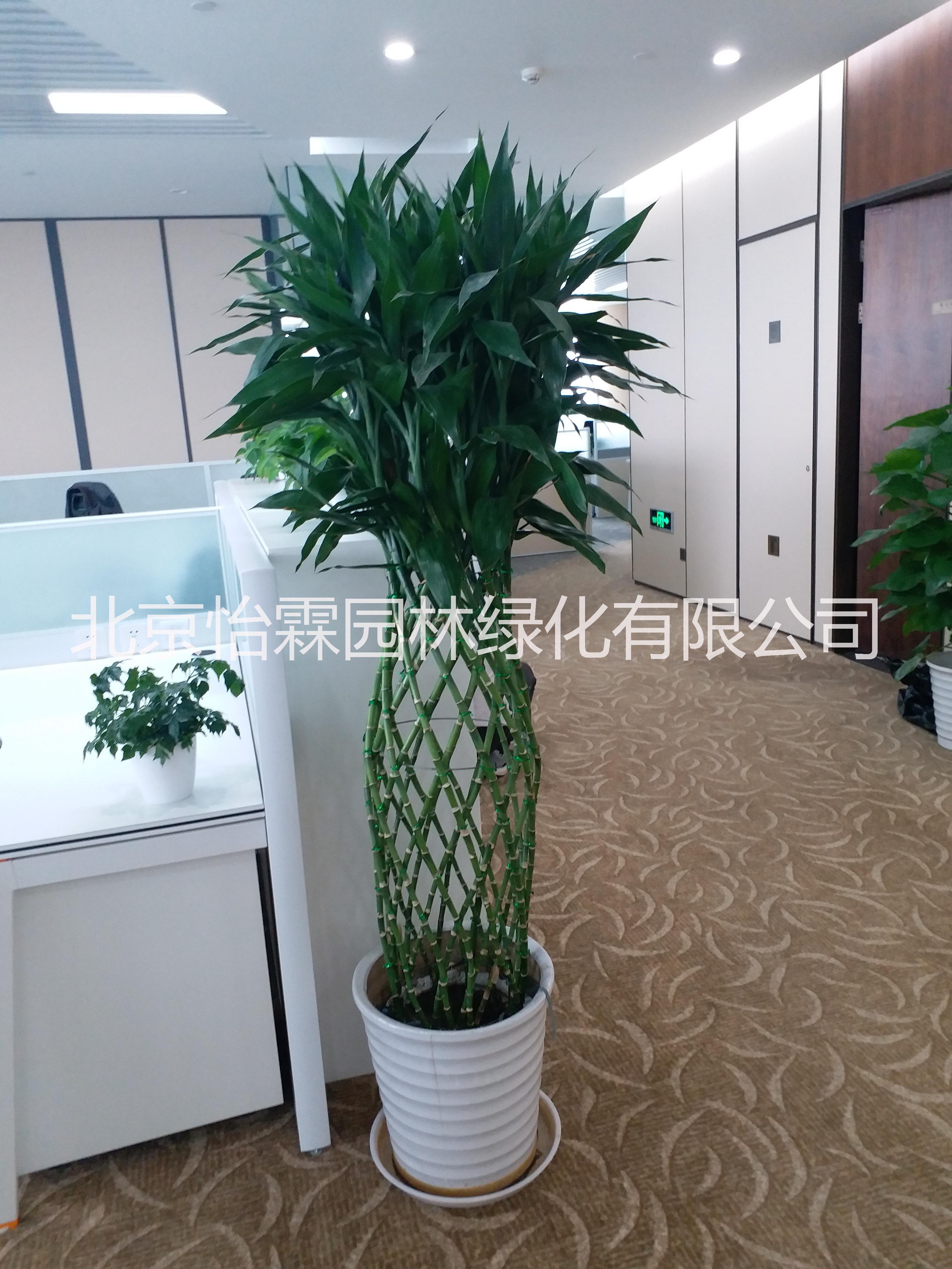 北京綠植租賃公司www.bjylyl.cn北京花卉出租