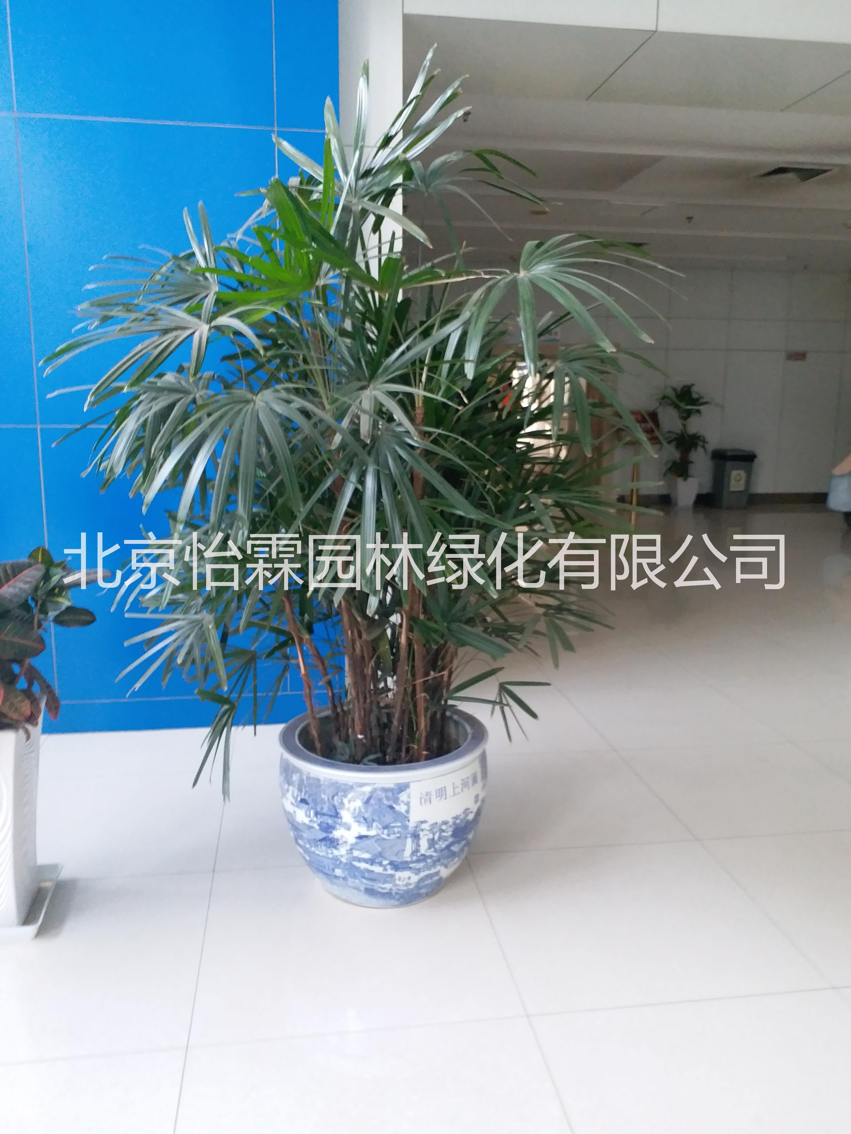北京綠植租擺公司花卉租賃花卉租擺