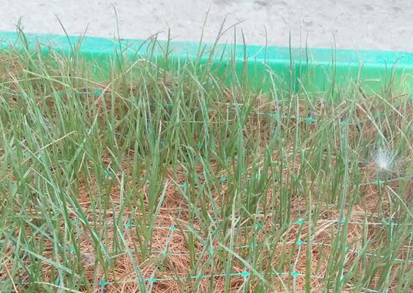 植生毯   植生毯價(jià)格 椰絲毯廠家