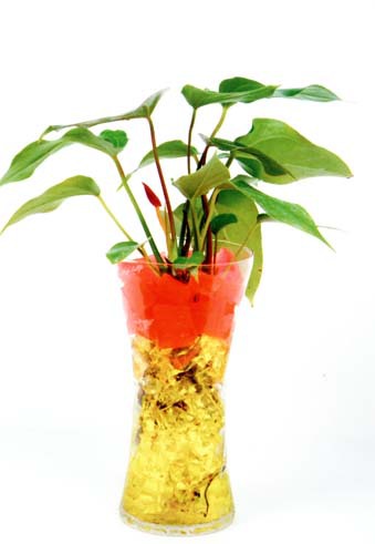 批發(fā)供應(yīng)*栽培花卉水晶泥