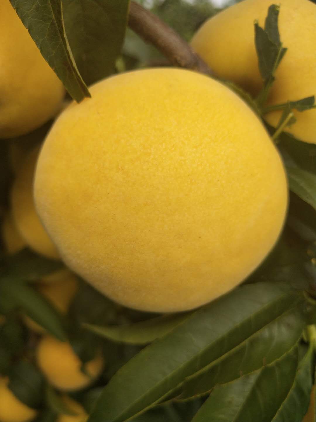 黃金冠桃苗，黃金脆桃苗，黃金蜜桃苗，黃金蟠桃苗