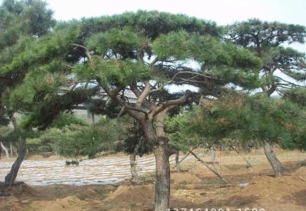 綠化苗木基地   綠化苗木批發(fā)基地  綠化苗木苗  西安綠化苗木  綠化苗木電話 綠化苗木基地 西安綠化苗木基地