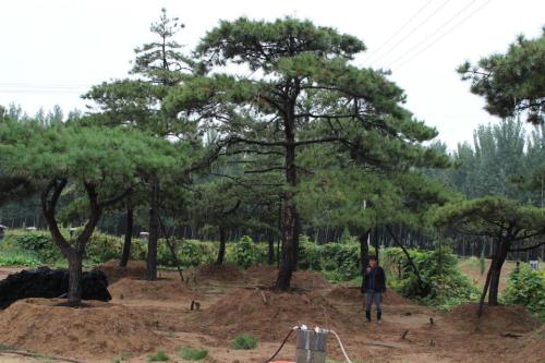 綠化苗木基地   綠化苗木批發(fā)基地  綠化苗木苗  西安綠化苗木  綠化苗木電話 綠化苗木基地 西安綠化苗木基地