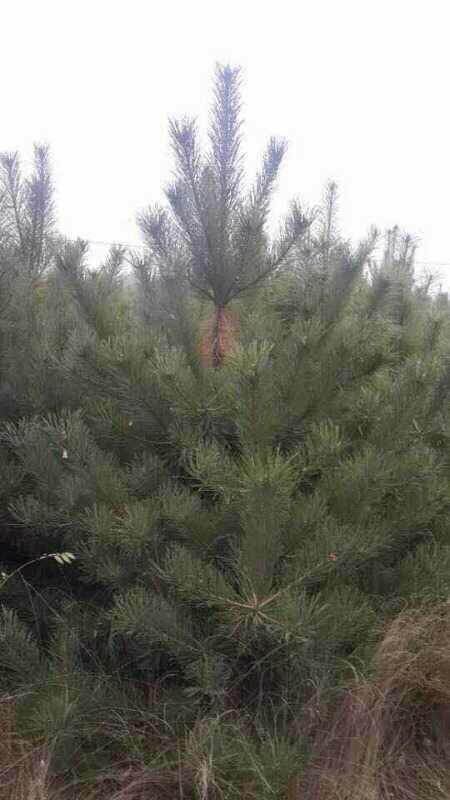 綠化苗木基地   綠化苗木批發(fā)基地  綠化苗木苗  西安綠化苗木  綠化苗木電話 綠化苗木基地 西安綠化苗木基地
