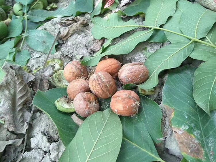 新疆阿克蘇薄皮核桃批 紙皮核桃價格 新疆阿克蘇薄皮核桃 新紙皮核桃 新疆阿克蘇薄皮核桃新紙皮核桃 新疆阿克蘇薄皮核桃批發(fā)