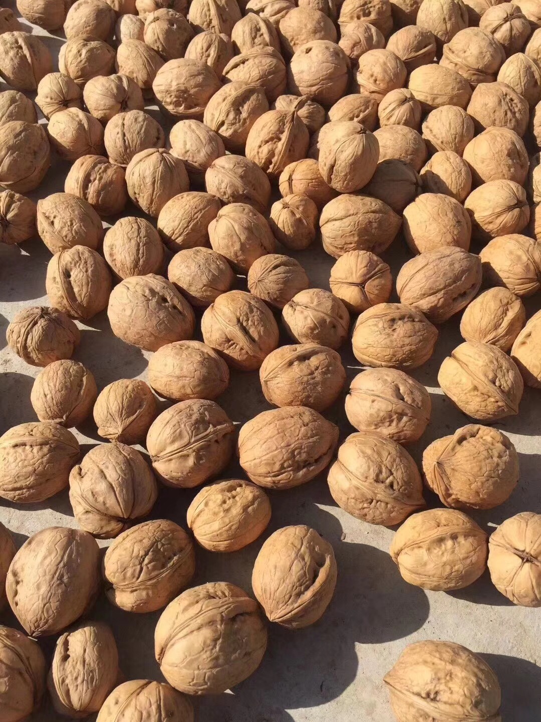 新疆阿克蘇薄皮核桃批 紙皮核桃價格 新疆阿克蘇薄皮核桃 新紙皮核桃 新疆阿克蘇薄皮核桃新紙皮核桃 新疆阿克蘇薄皮核桃批發(fā)