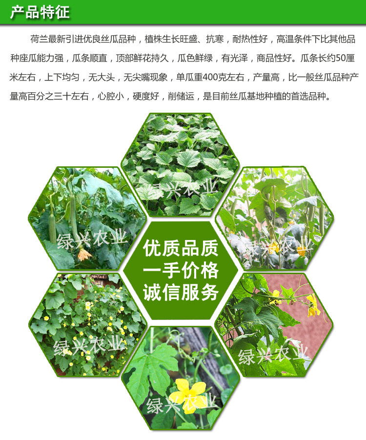 美綠絲瓜 絲瓜種子