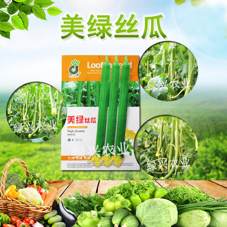 美綠絲瓜 絲瓜種子