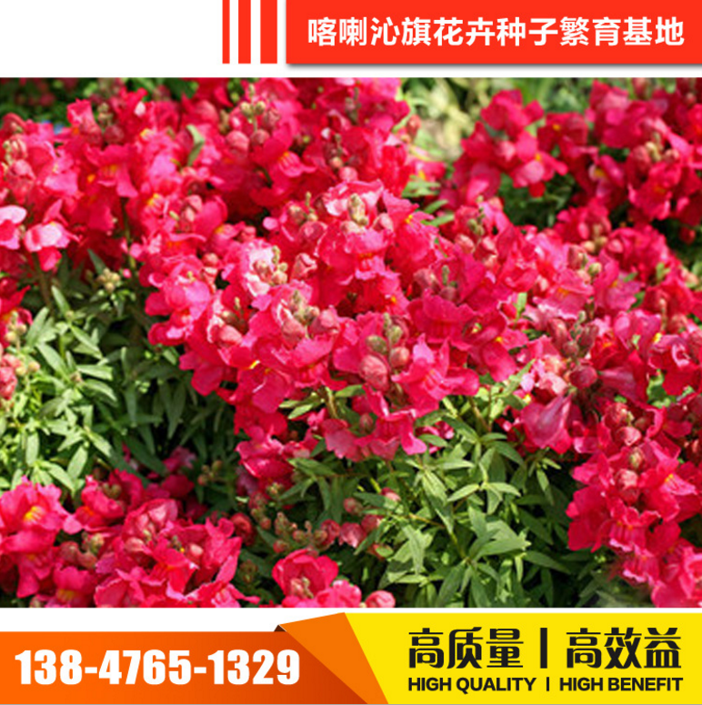 喀喇沁旗花種子花卉種子報價  花卉種子電話 花卉種子批發(fā) 花卉種子哪家好 花卉種子供應(yīng)商