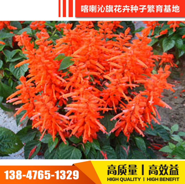 批發(fā)草花種子 草花種子報(bào)價(jià) 草花種子電話 草花種子供應(yīng)商 內(nèi)蒙古草花種子 草花種子價(jià)格