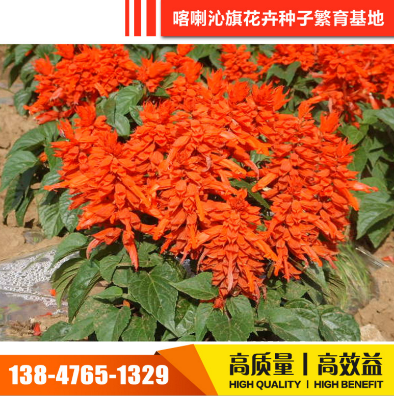 批發(fā)草花種子 草花種子報(bào)價(jià) 草花種子電話 草花種子供應(yīng)商 內(nèi)蒙古草花種子 草花種子價(jià)格