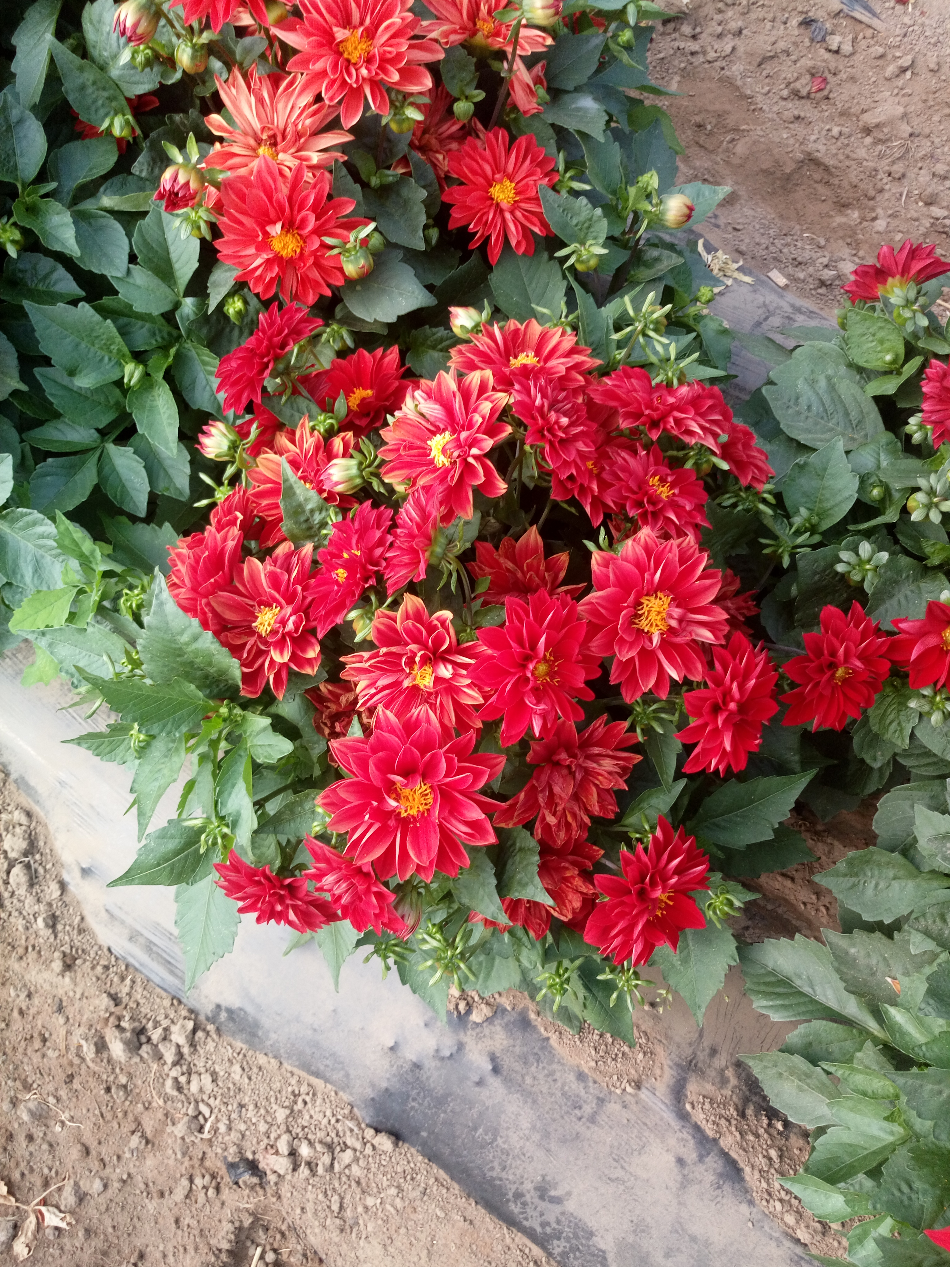 喀喇沁旗花種子花卉種子報價  花卉種子電話 花卉種子批發(fā) 花卉種子哪家好 花卉種子供應(yīng)商