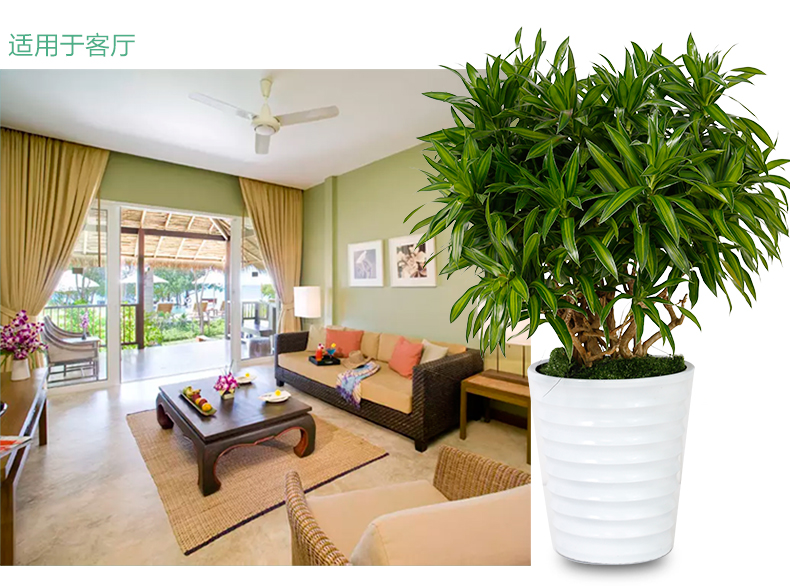 北京花卉租賃北京花卉租賃公司