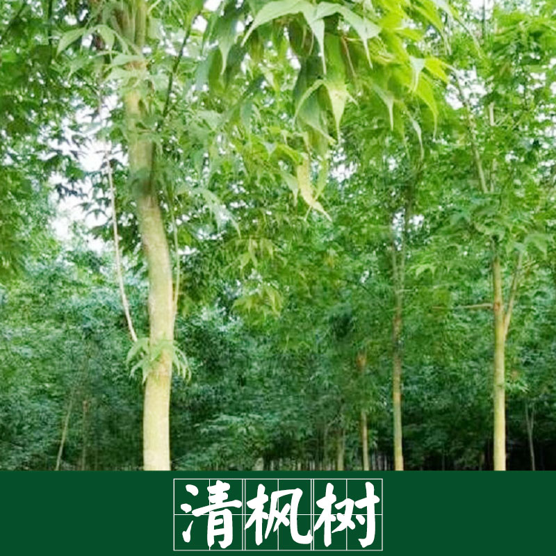 廠家直銷 供應 紅楓樹 清楓樹 景觀園林樹木廠家直銷 服務好 運輸有保障 紅楓樹 清楓樹