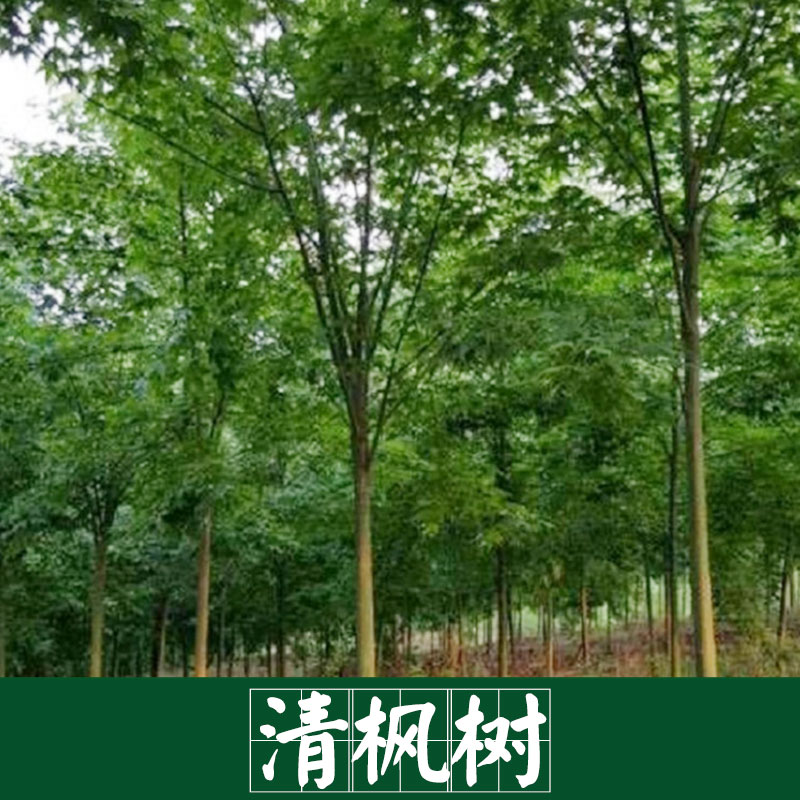 廠家直銷 供應 紅楓樹 清楓樹 景觀園林樹木廠家直銷 服務好 運輸有保障 紅楓樹 清楓樹
