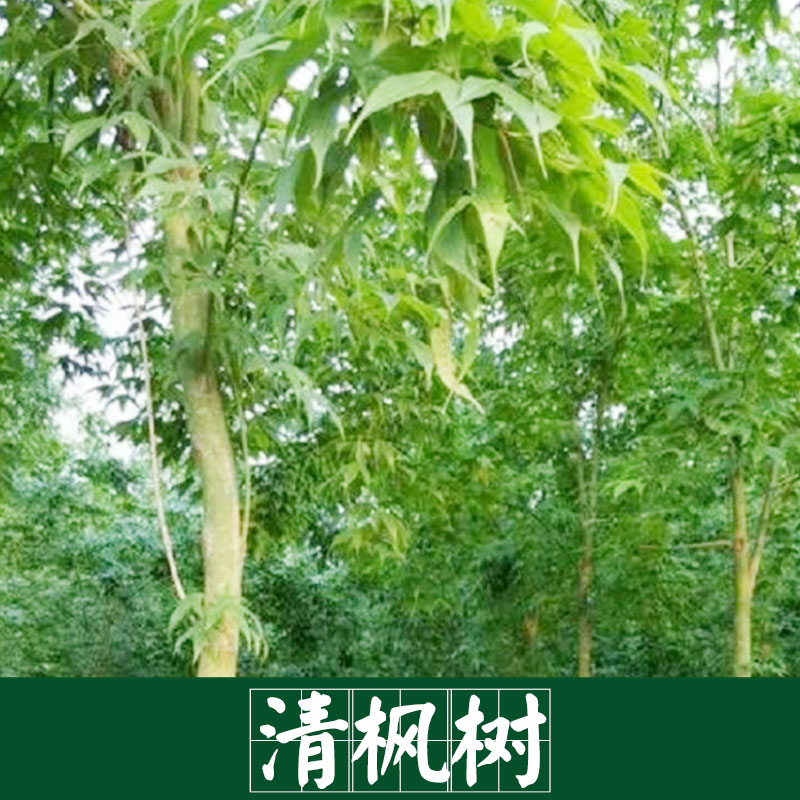 廠家直銷 供應 紅楓樹 清楓樹 景觀園林樹木廠家直銷 服務好 運輸有保障 紅楓樹 清楓樹