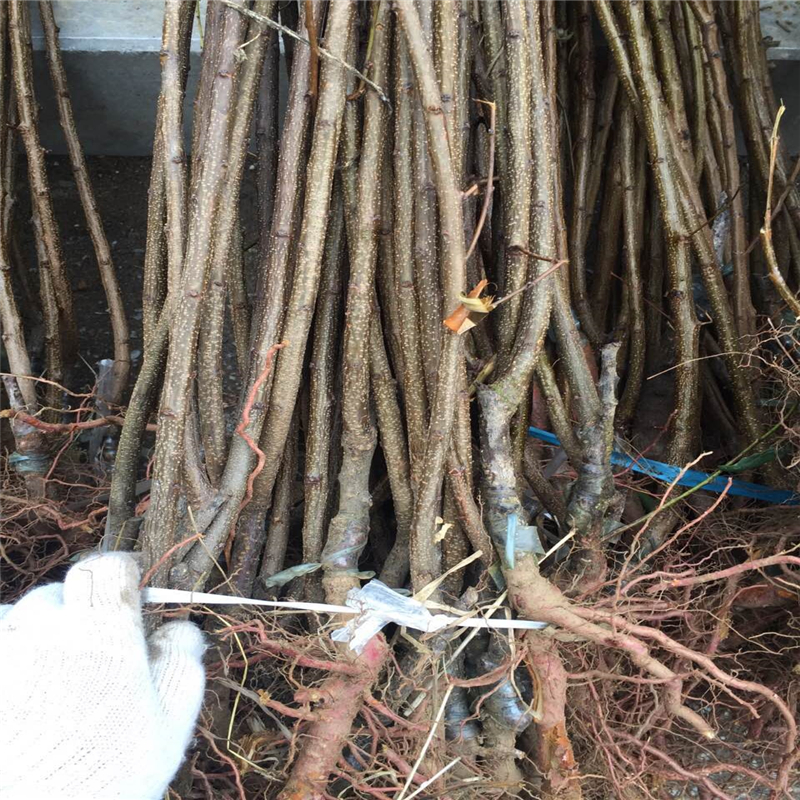 遼寧省杏樹(shù)苗價(jià)格  杏樹(shù)苗新品種簽訂合同