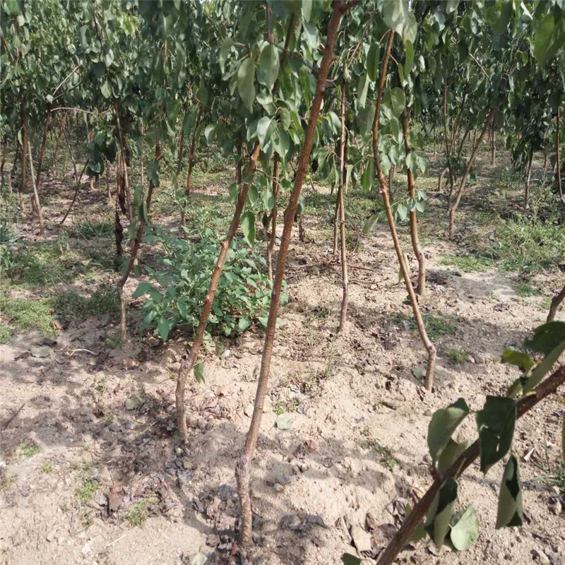 遼寧省杏樹(shù)苗價(jià)格  杏樹(shù)苗新品種簽訂合同