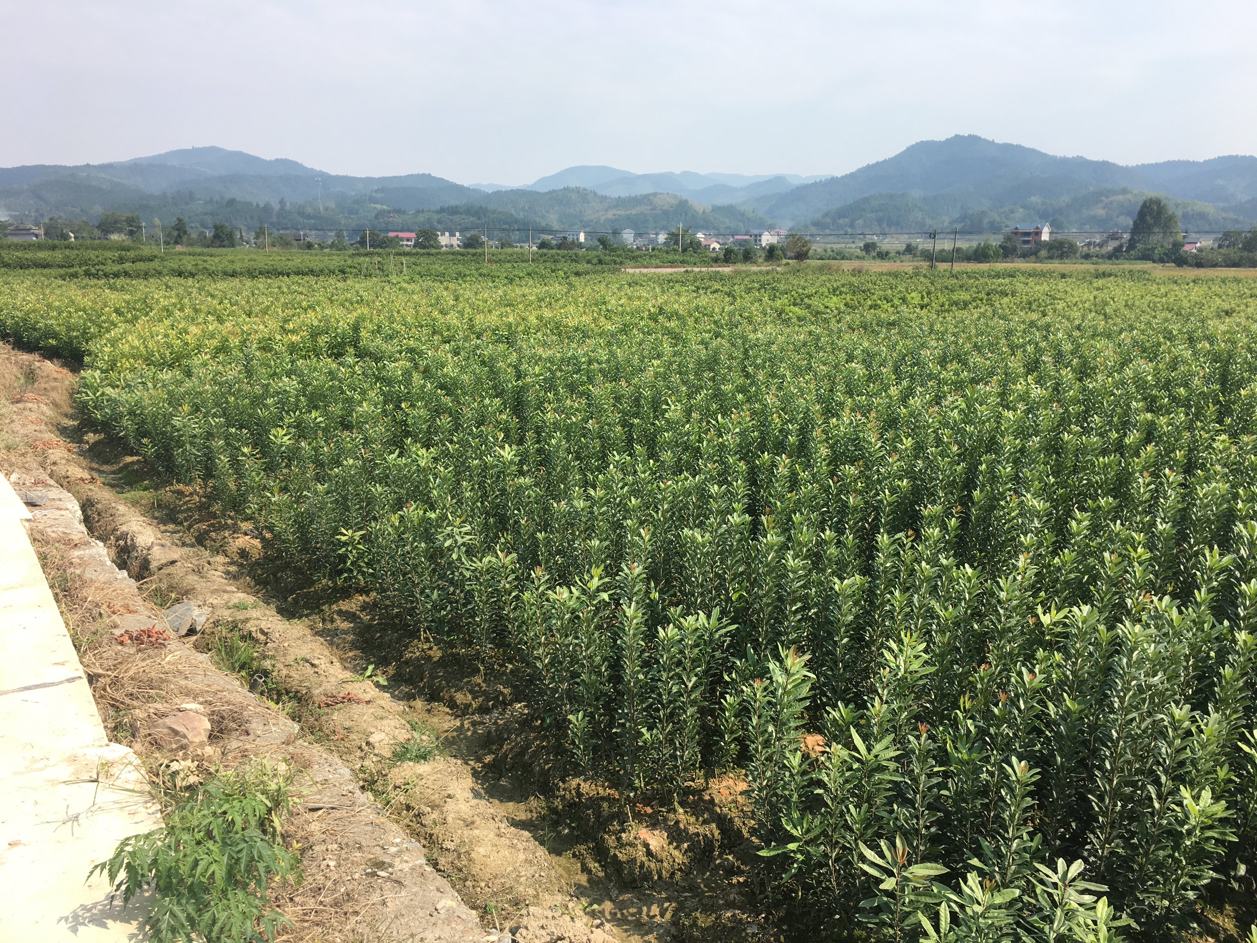 烏梅楊梅/大量供應嫁接綠化楊梅樹/湖南懷化靖州種植基地