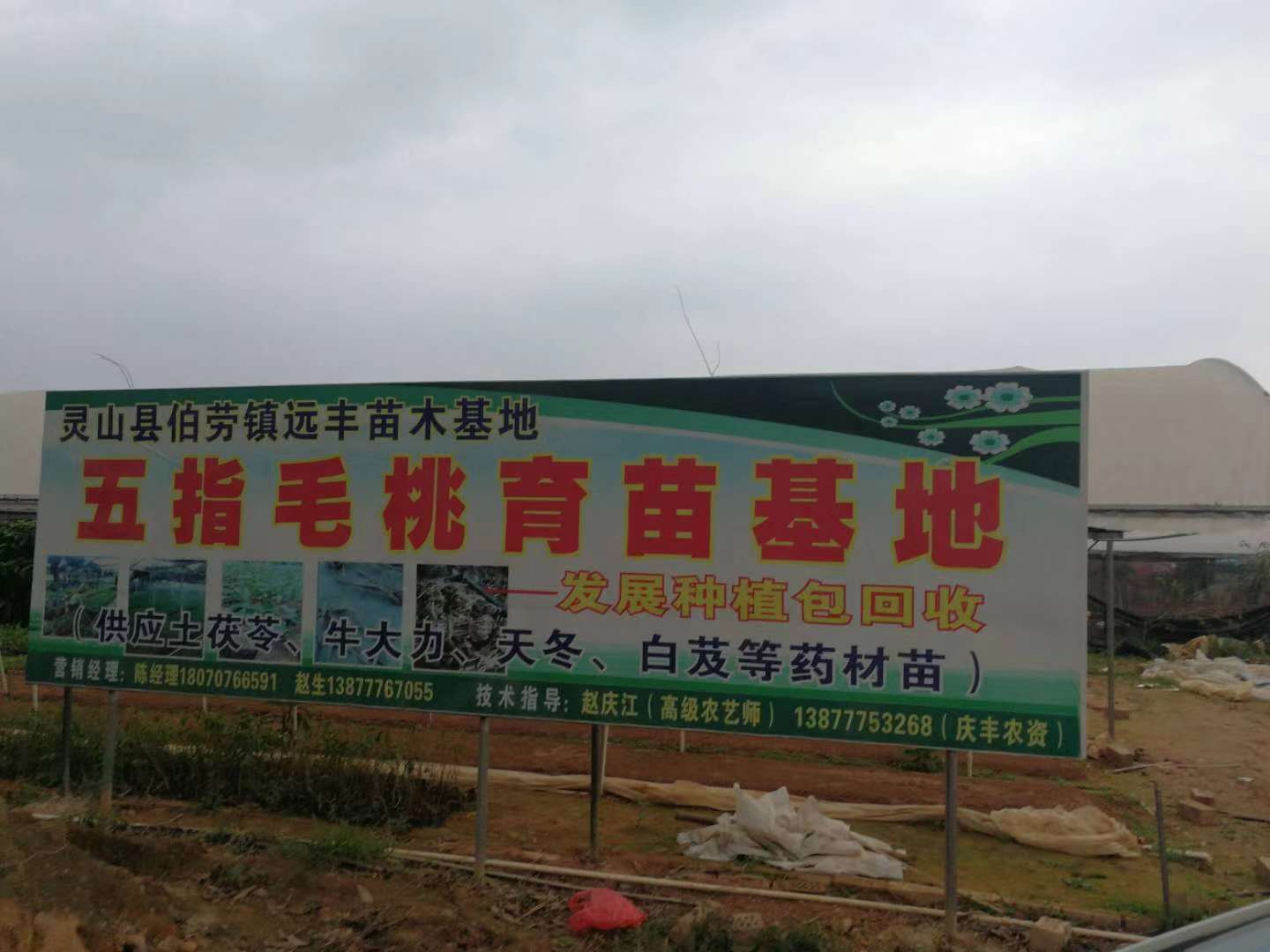 五指毛桃價格-廠家