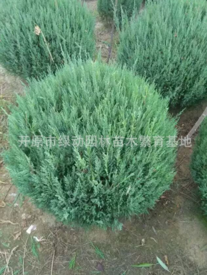 供應(yīng)偃柏球 偃柏 偃柏球價(jià)格 偃柏球基地 偃柏球批發(fā)