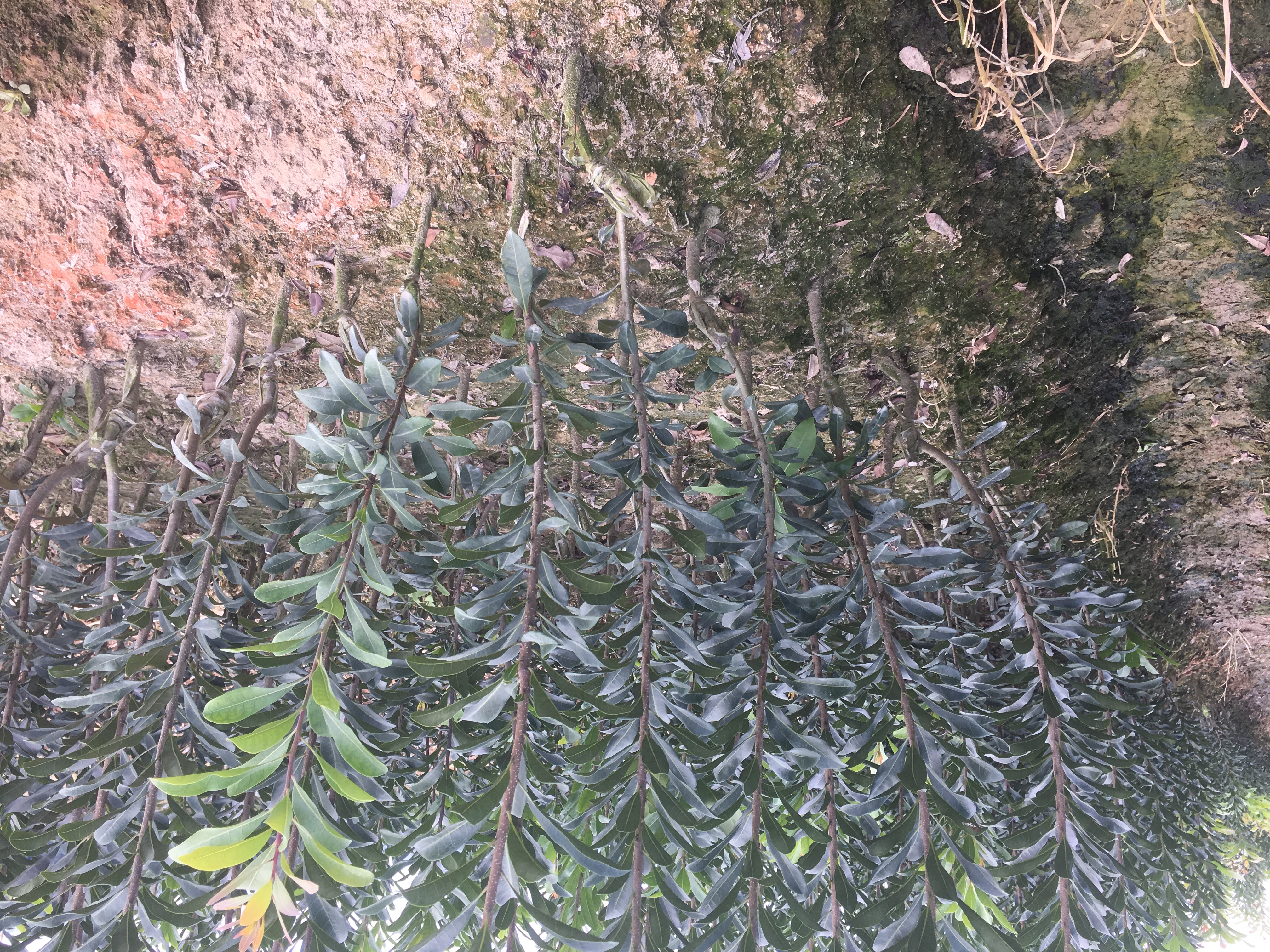 烏梅楊梅/大量供應嫁接綠化楊梅樹/湖南懷化靖州種植基地