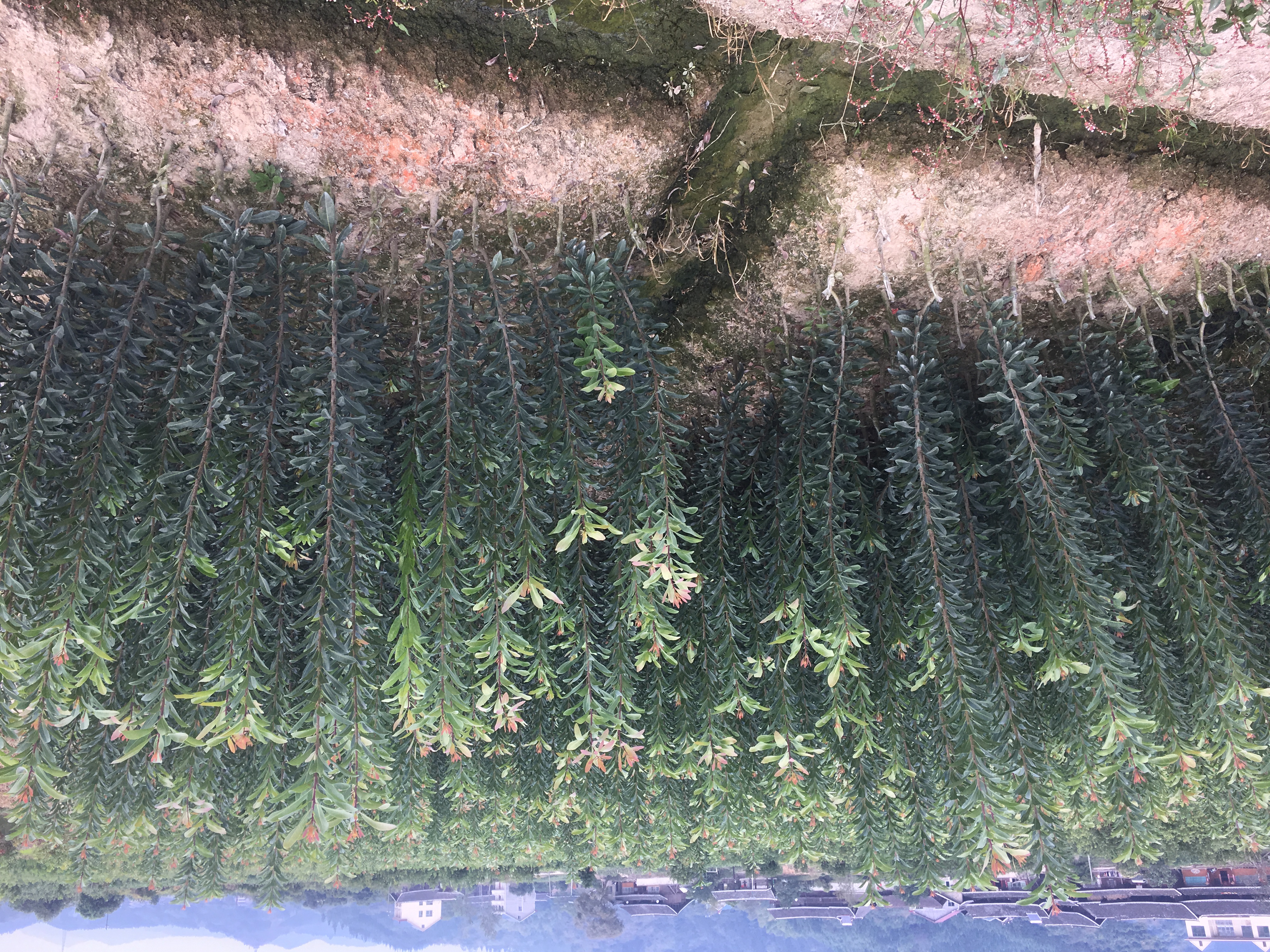 烏梅楊梅苗/大量供應(yīng)優(yōu)質(zhì)楊梅苗/綠化苗/湖南懷化靖州種植基地