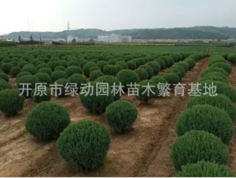 供應(yīng)偃柏球 偃柏 偃柏球價(jià)格 偃柏球基地 偃柏球批發(fā)