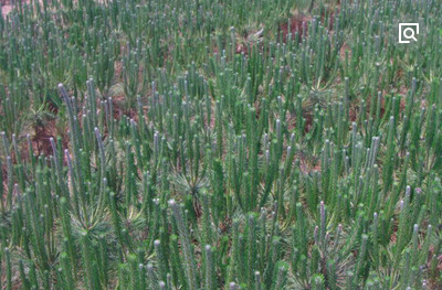 青松苗批發(fā) 青松苗基地 青松苗報價 山東青松苗 青松苗供應商