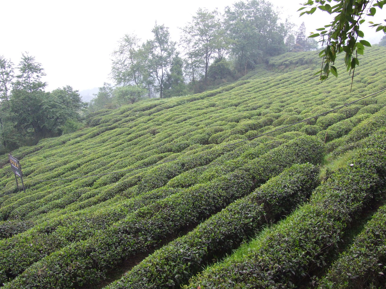 廣州綠茶綠茶市場(chǎng)茶葉白毛茶分析 韶關(guān)綠茶 綠茶市場(chǎng) 茶葉白毛茶
