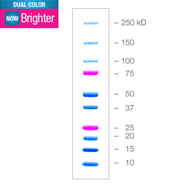 BIO-RAD 蛋白1610374 1610394