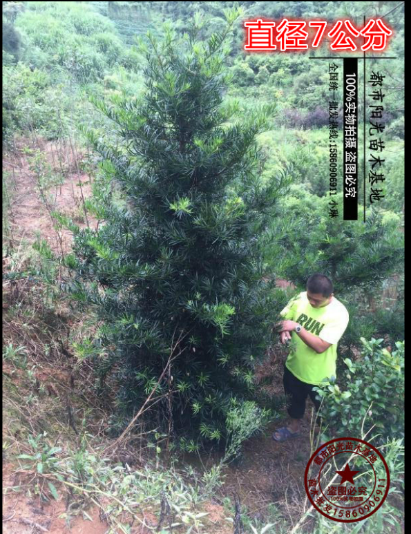 羅漢松大樹直銷 羅漢松大樹報價 羅漢松大樹電話 羅漢松大樹批發(fā) 羅漢松大樹直銷 羅漢松大樹供應(yīng)商 羅漢松大樹廠家