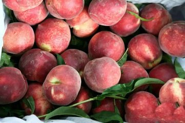 大果血桃9號，優(yōu)質(zhì)血桃，血桃樹苗，血桃新品種