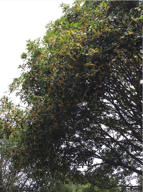 桂花_廣東英德望埠鎮(zhèn)桂花_種植產(chǎn)地報價_批發(fā)價格_望埠鎮(zhèn)桂花產(chǎn)地直銷價格
