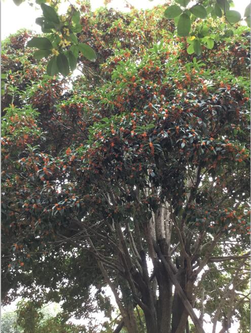 桂花_廣東英德桂花_種植基地報(bào)價(jià)_批發(fā)價(jià)格_英德桂花基地直銷價(jià)格