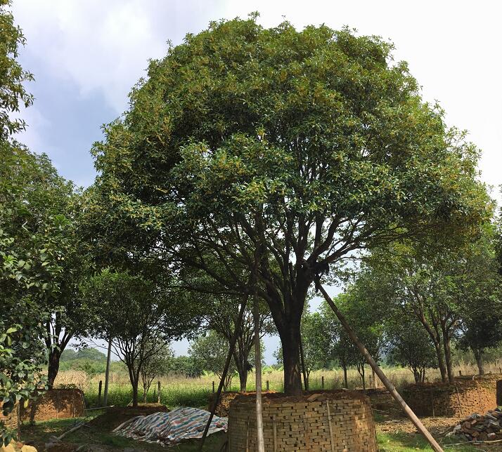 桂花_廣東英德望埠鎮(zhèn)桂花_種植產(chǎn)地報價_批發(fā)價格_望埠鎮(zhèn)桂花產(chǎn)地直銷價格