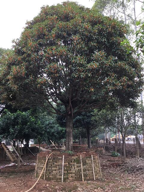 桂花_廣東英德望埠鎮(zhèn)桂花_種植基地報(bào)價(jià)_批發(fā)價(jià)格_望埠鎮(zhèn)桂花基地直銷價(jià)格