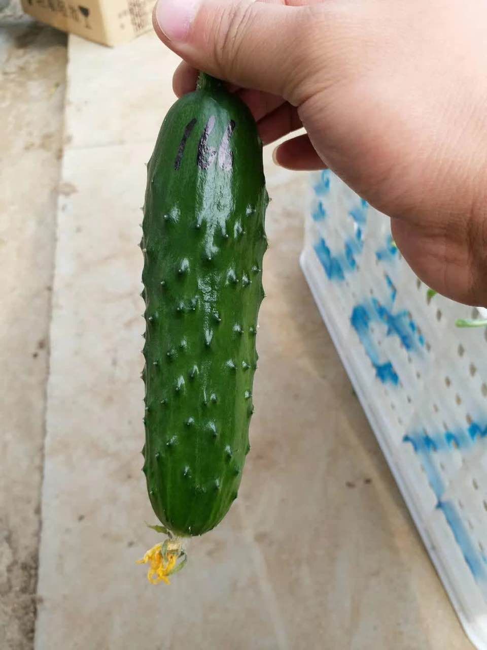 高產(chǎn)旱黃瓜種子綠金條旱黃瓜 高產(chǎn)旱黃瓜種子綠金條2號旱黃瓜